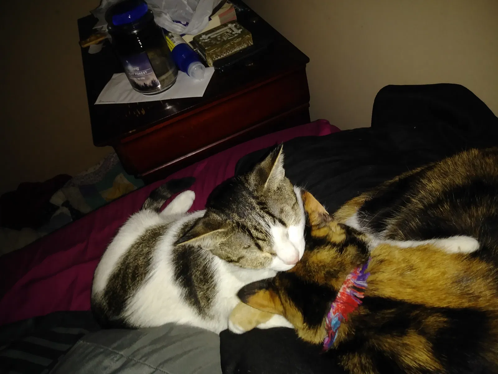 Found cat in Birmingham, AL, 35235