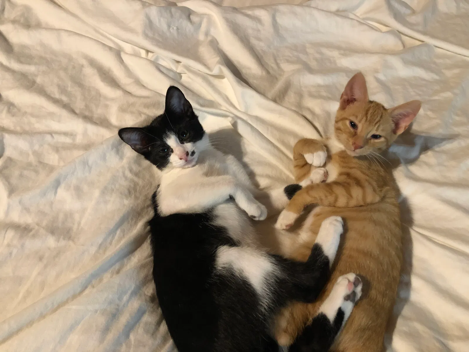 Found cat in Lexington, NC, 27292