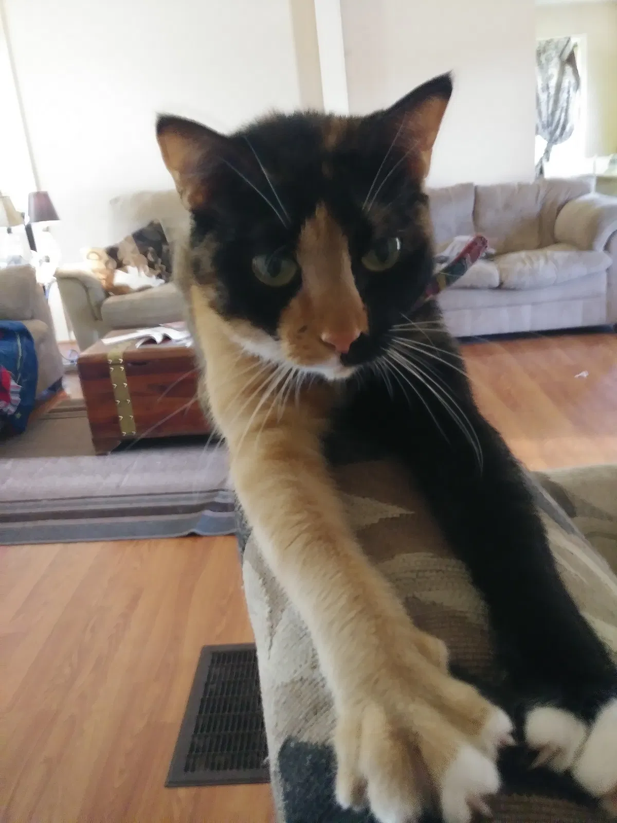 Found cat in Birmingham, AL, 35235