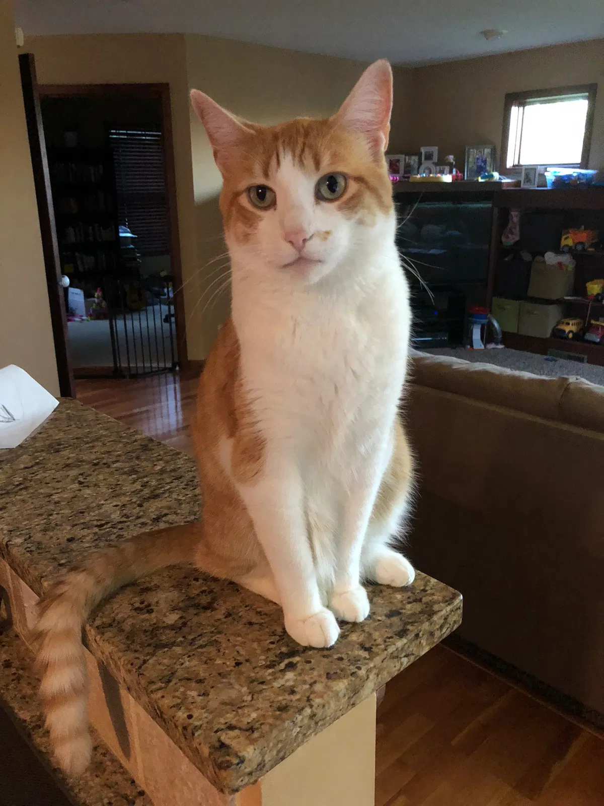Found cat in Shakopee, MN, 55379