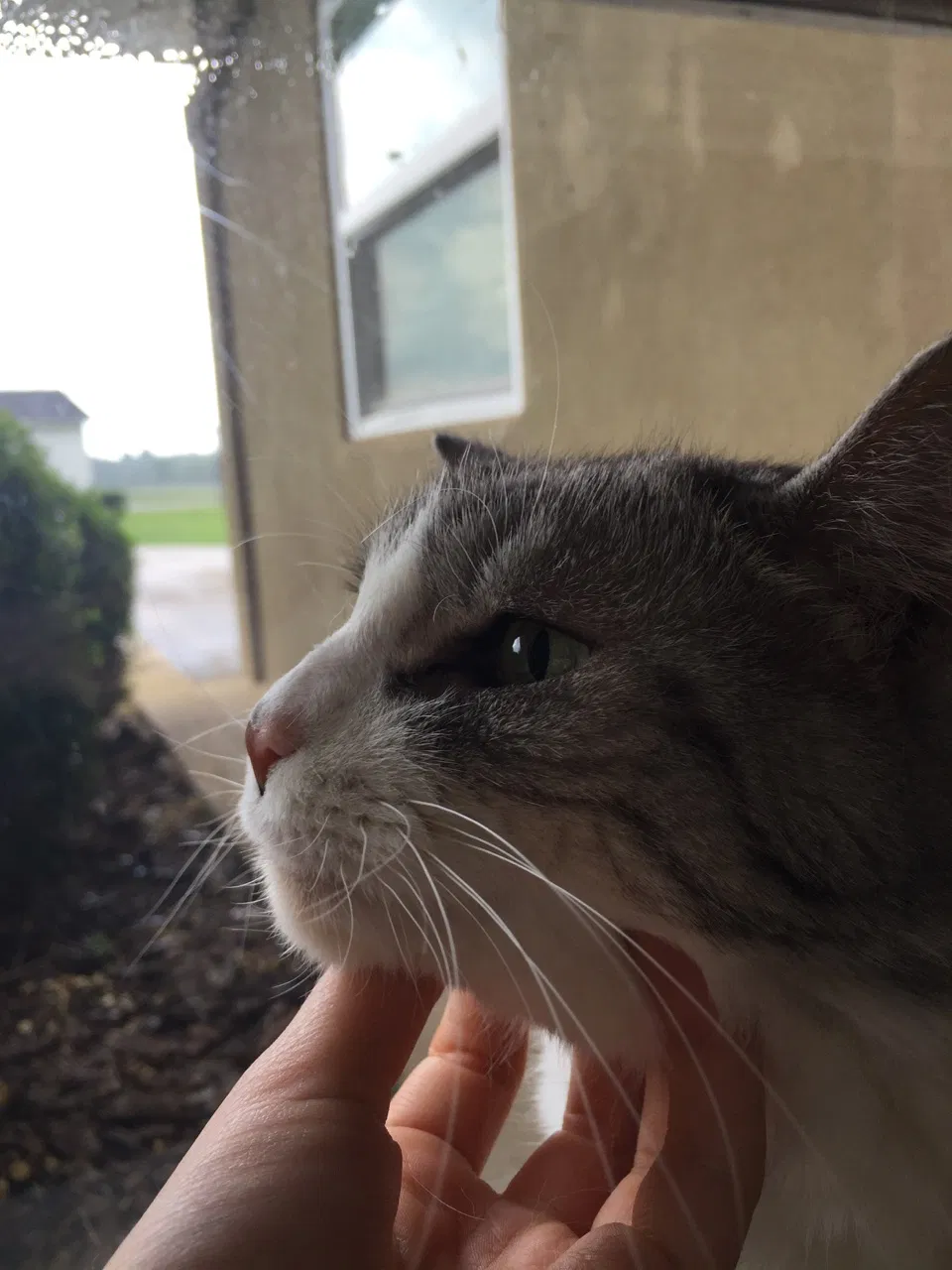 Found cat in Rogersville, AL, 35652