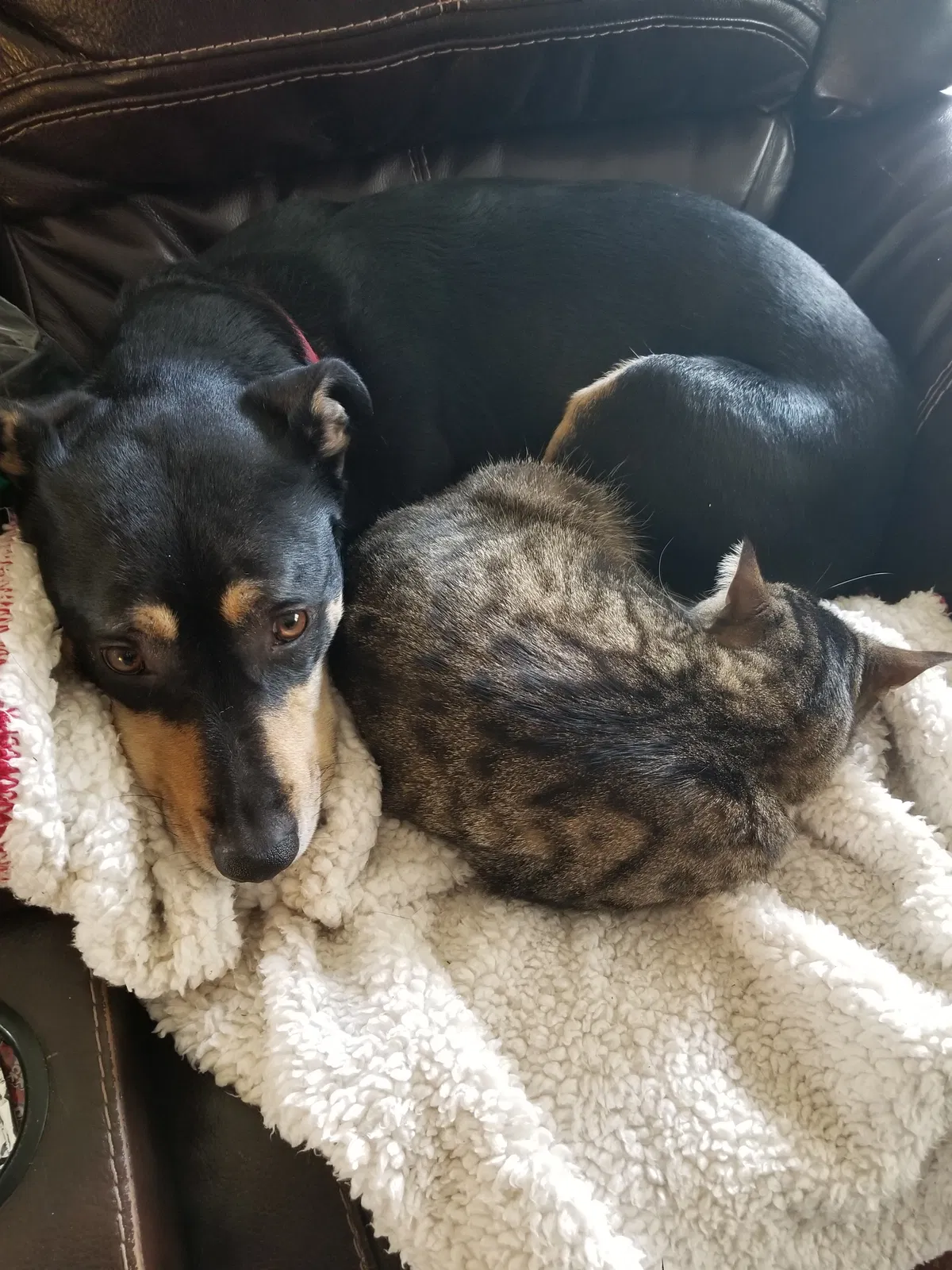 Found cat in Phoenix, AZ, 85027