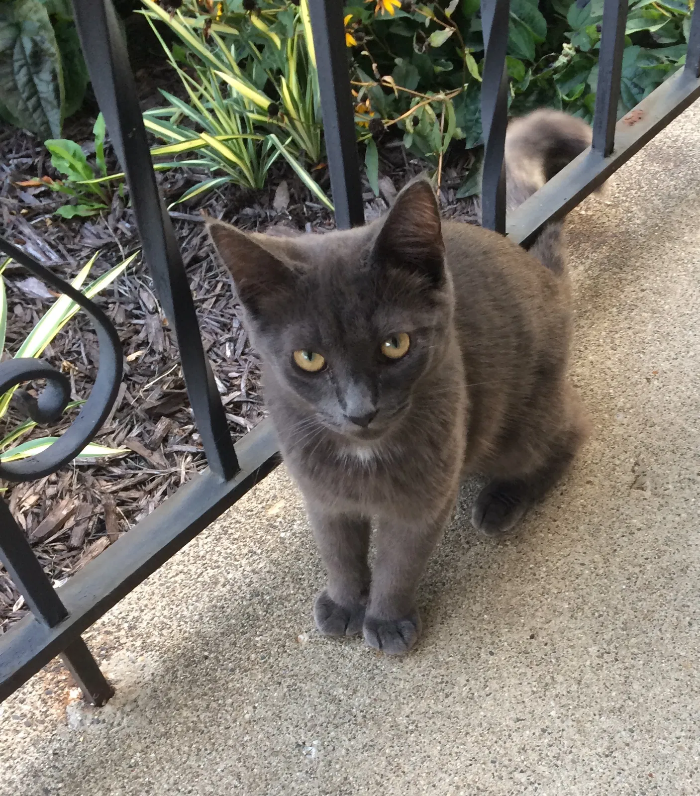 Found cat in Warren, MI, 48091