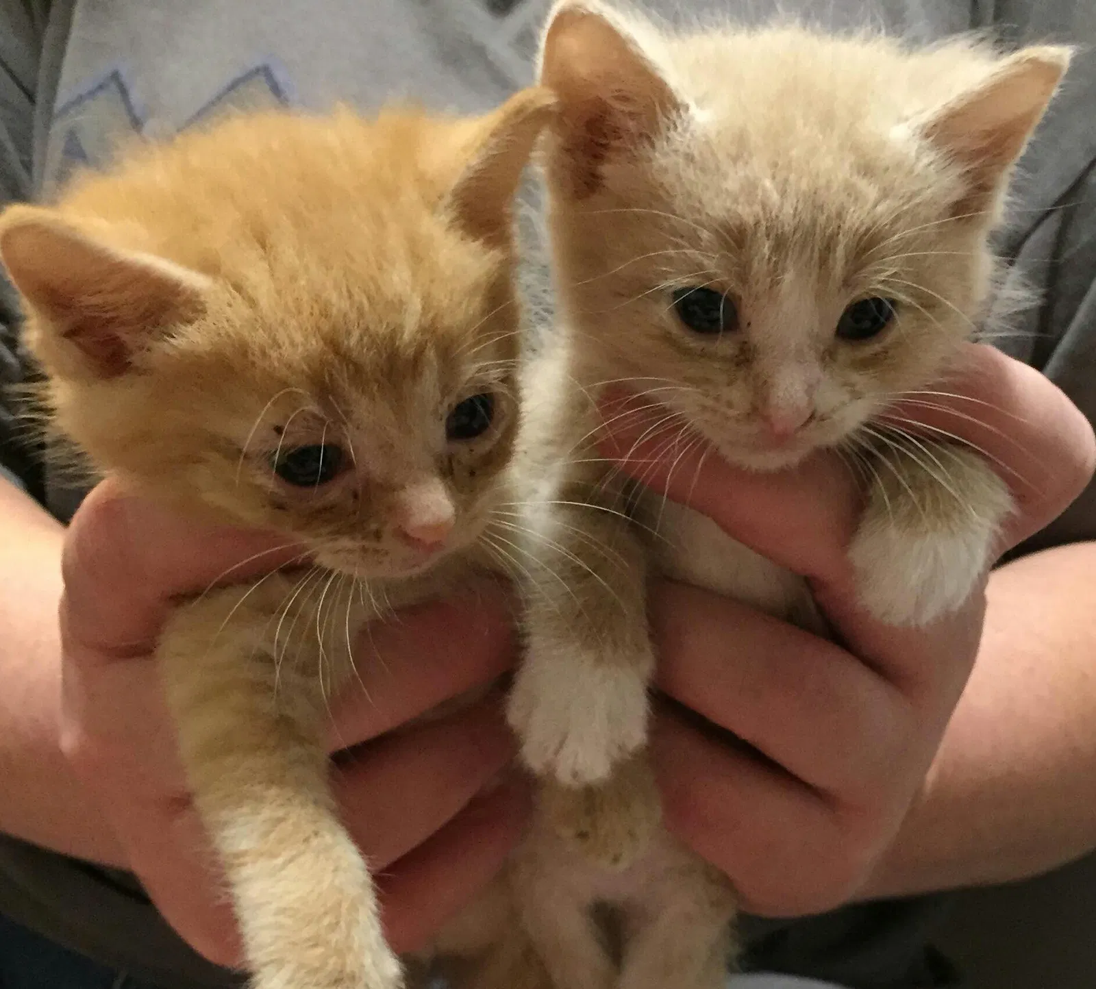 Found cat in Portsmouth, OH, 45662