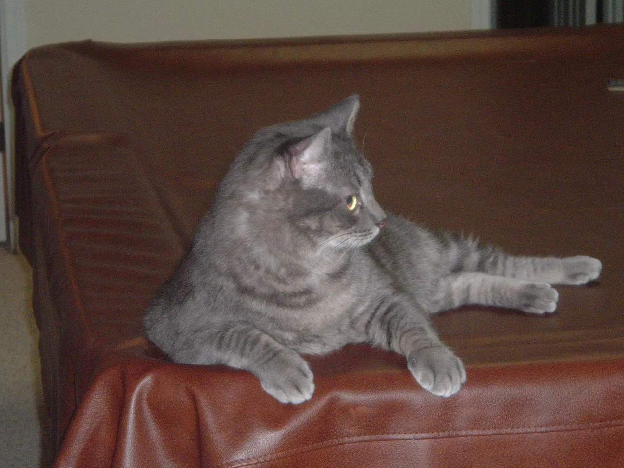 Found cat in Stockbridge, GA, 30281