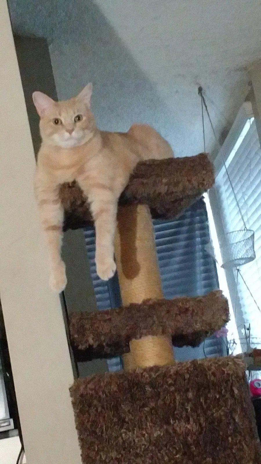 Found cat in San Diego, CA, 92106