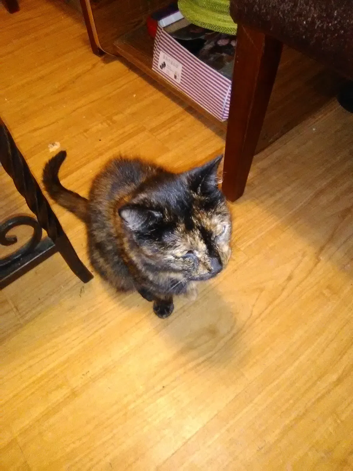 Found cat in Bristol, CT, 6010