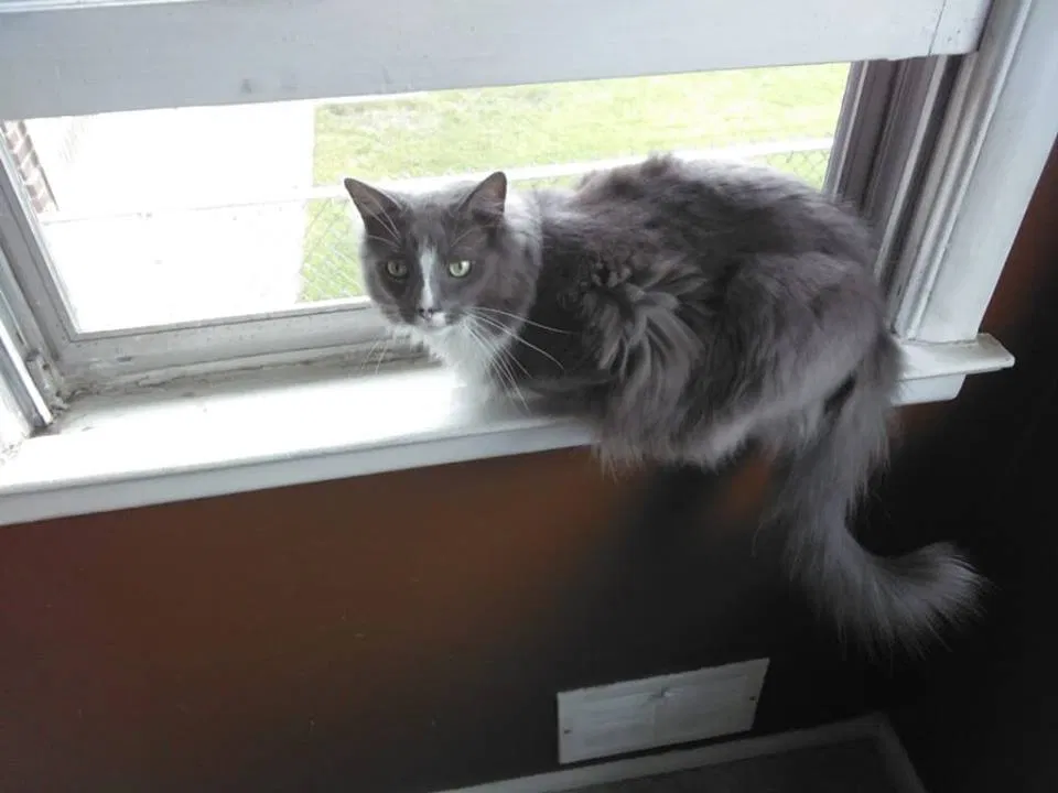 Found cat in Howard Beach, NY, 11414