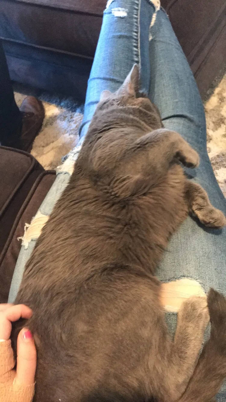 Found cat in Brighton, CO, 80602