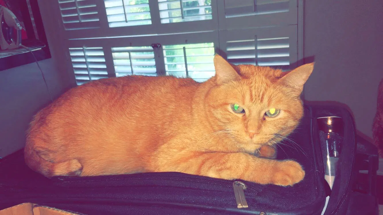 Found cat in Mission Viejo, CA, 92692