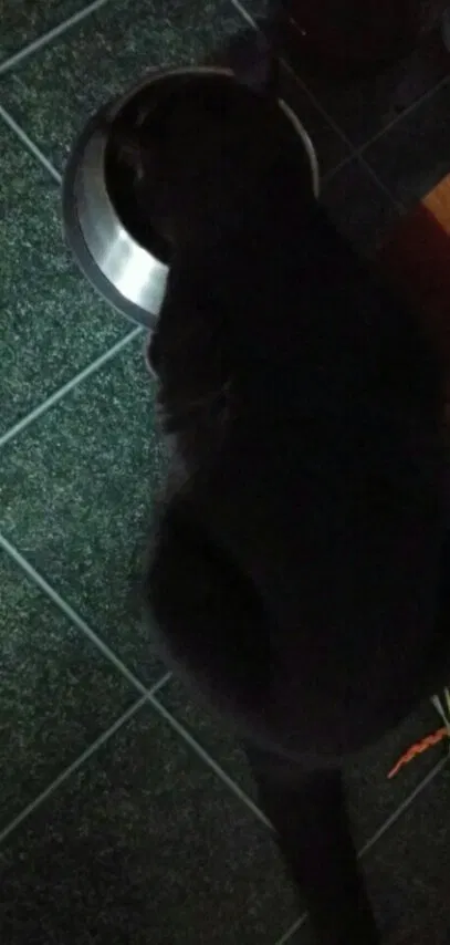 Found cat in Preston, MN, 55965