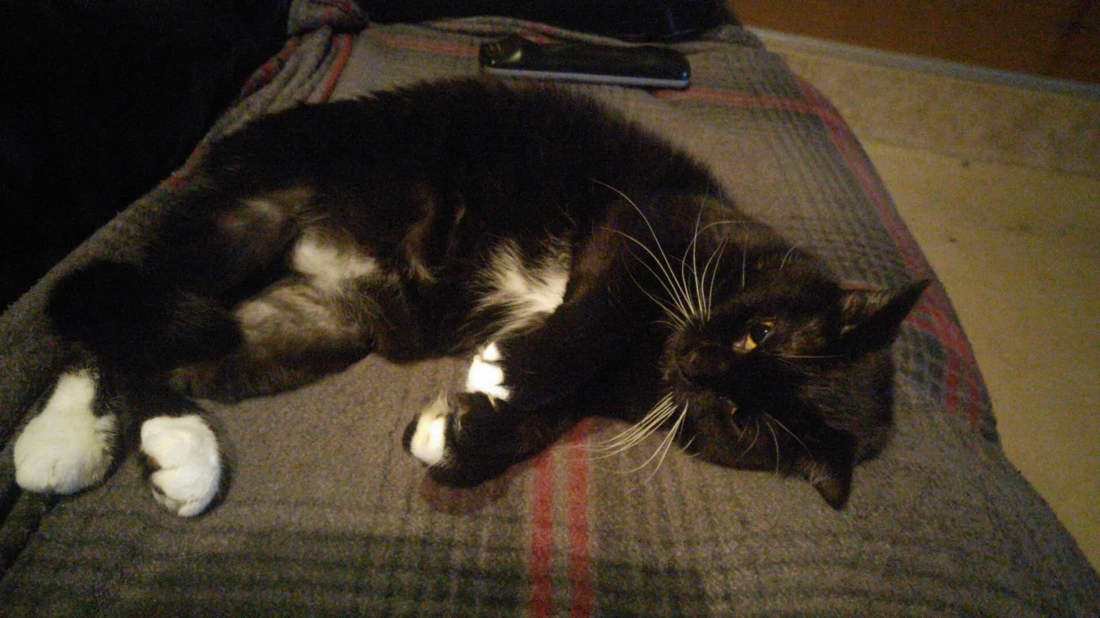 Found cat in Clarksville, TN, 37042