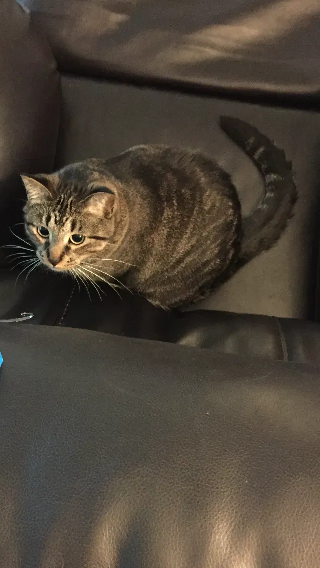 Found cat in Utica, MI, 48317