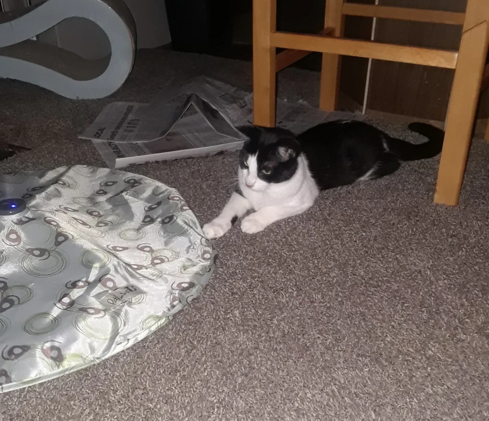 Found cat in Ormond Beach, FL, 32174