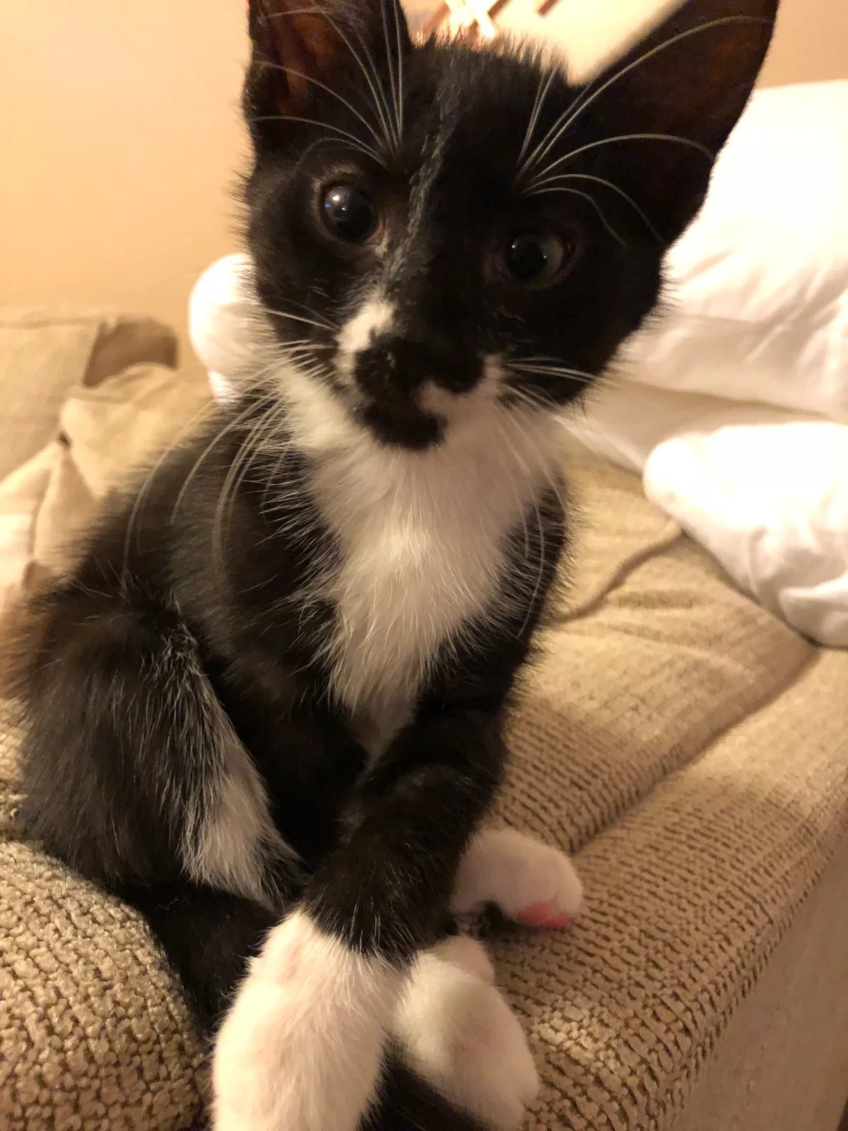 Found cat in Nashville, TN, 37206