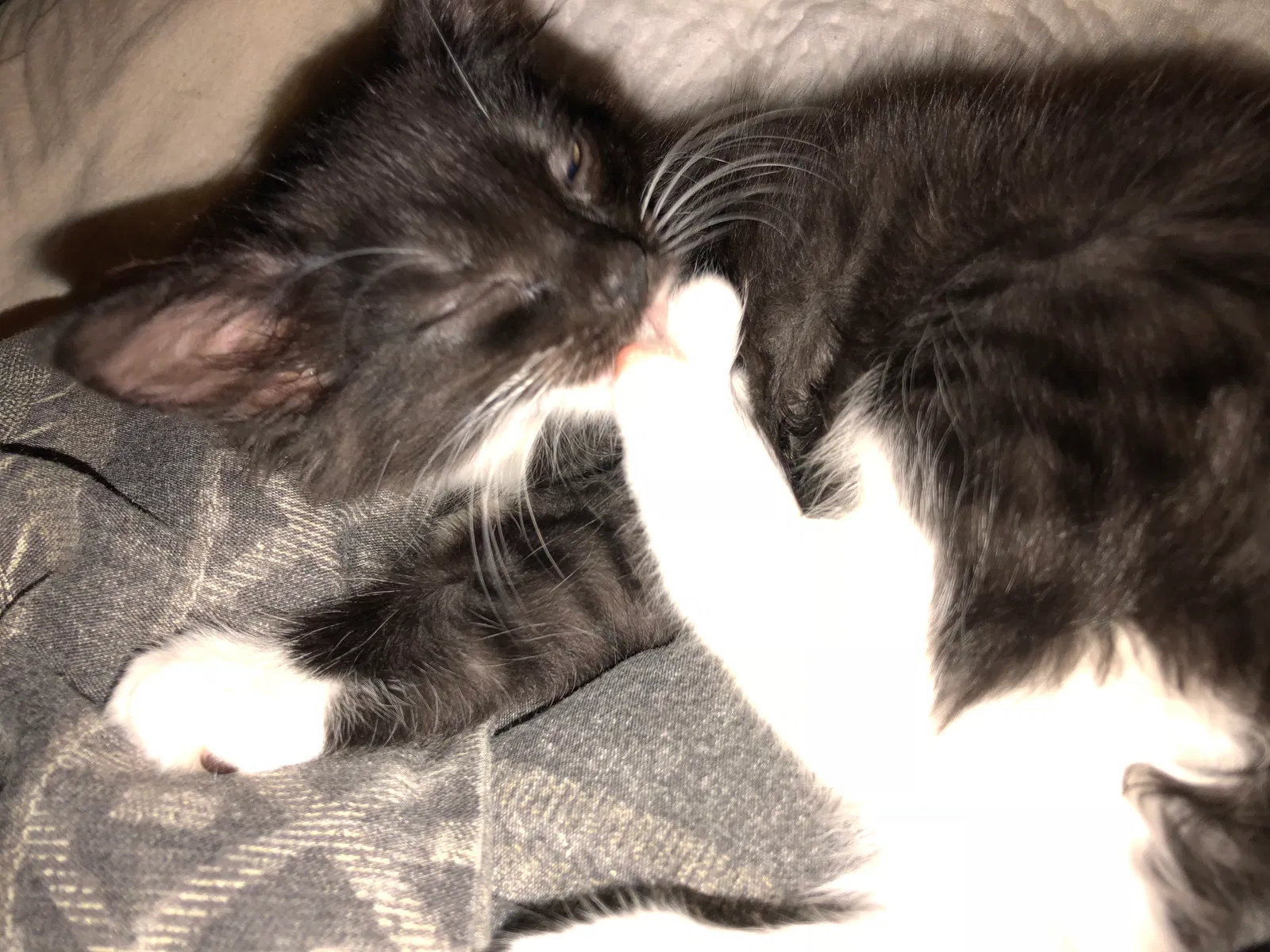 Found cat in Nashville, TN, 37206
