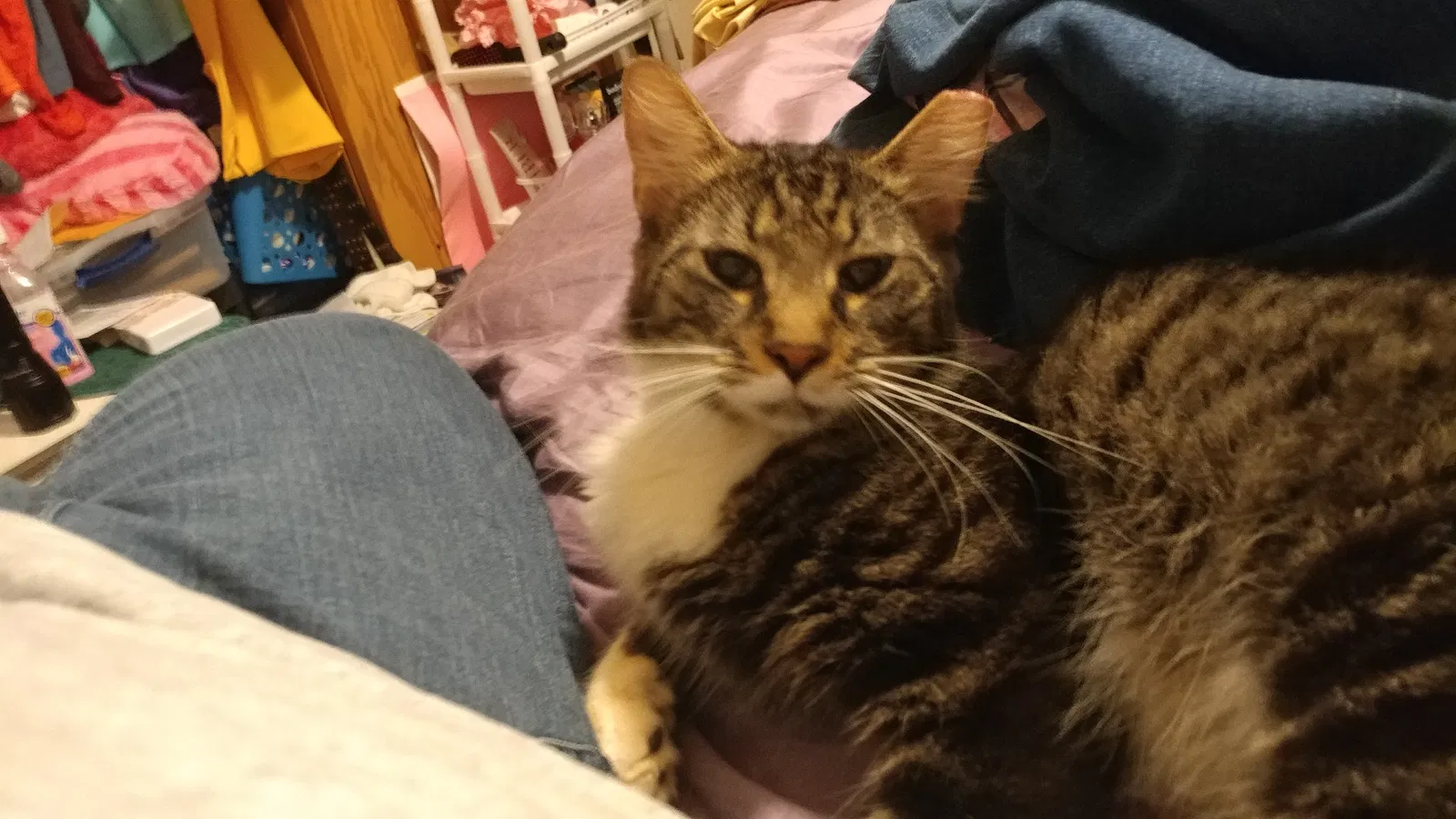 Found cat in Greenville, SC, 29609