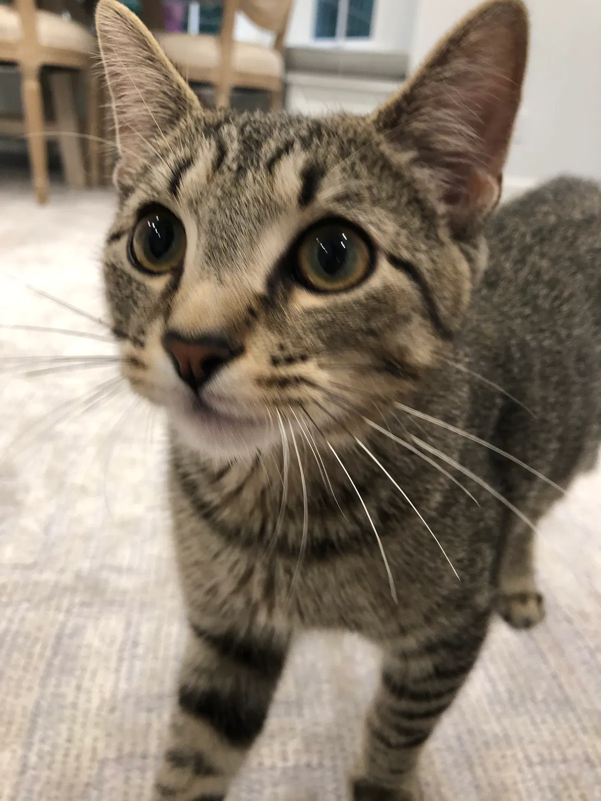 Found cat in Indianapolis, IN, 46240