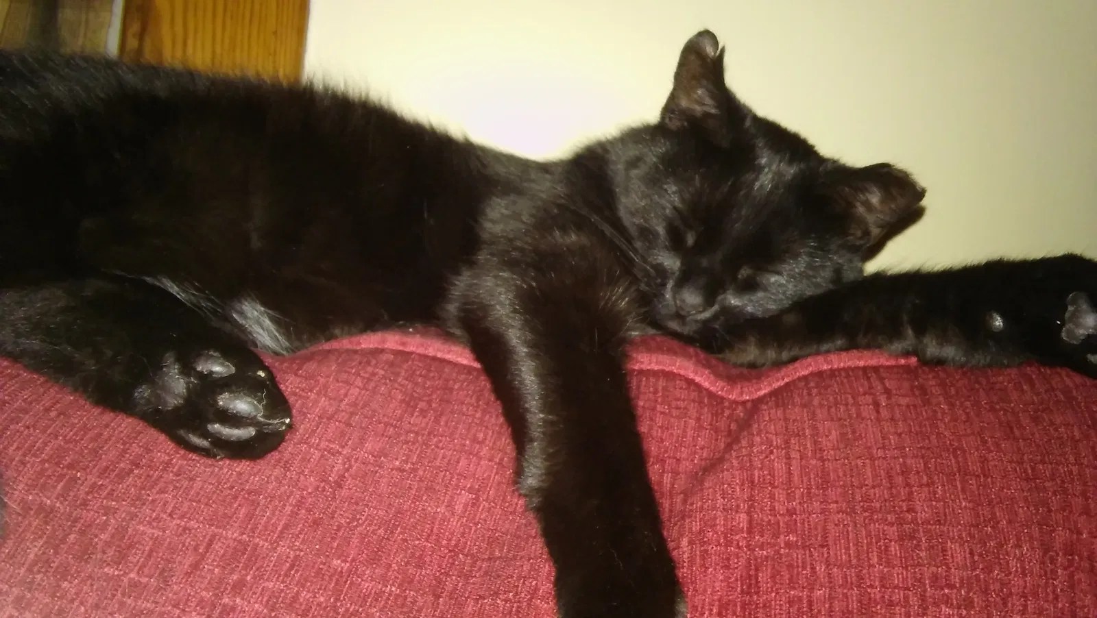 Found cat in Cincinnati, OH, 45211
