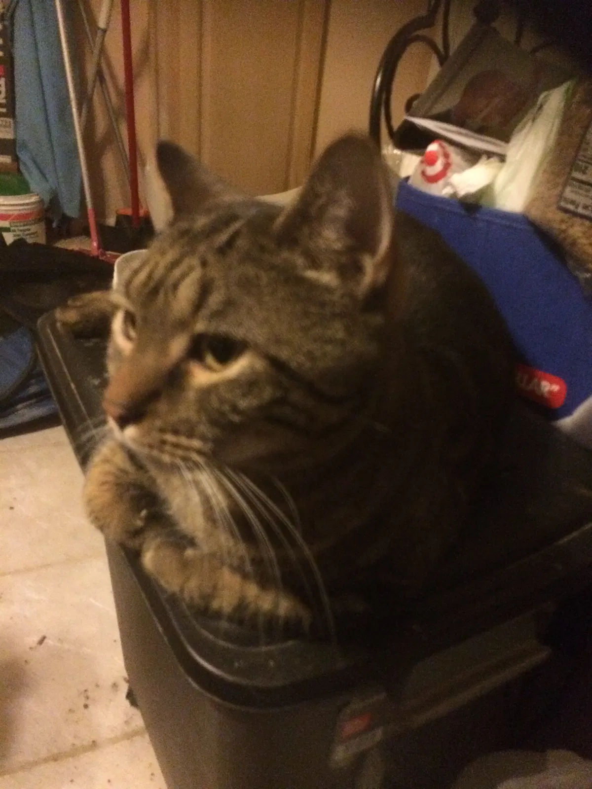 Found cat in Staten Island, NY, 10309