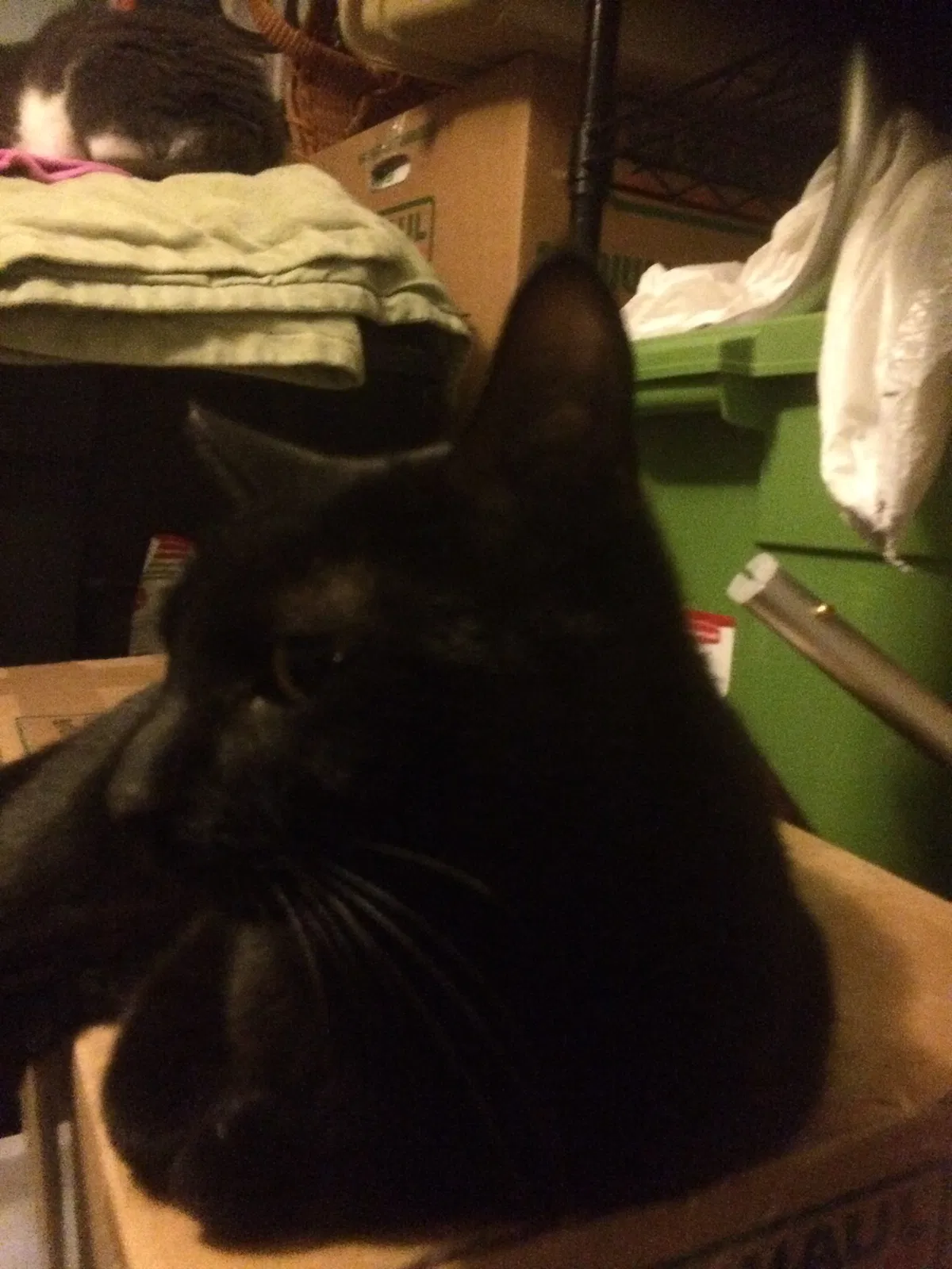 Found cat in Staten Island, NY, 10309