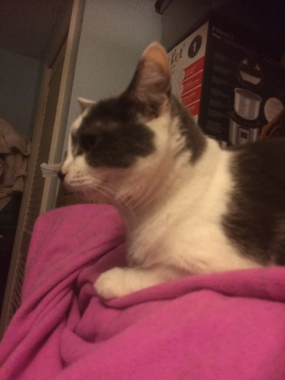 Found cat in Staten Island, NY, 10309