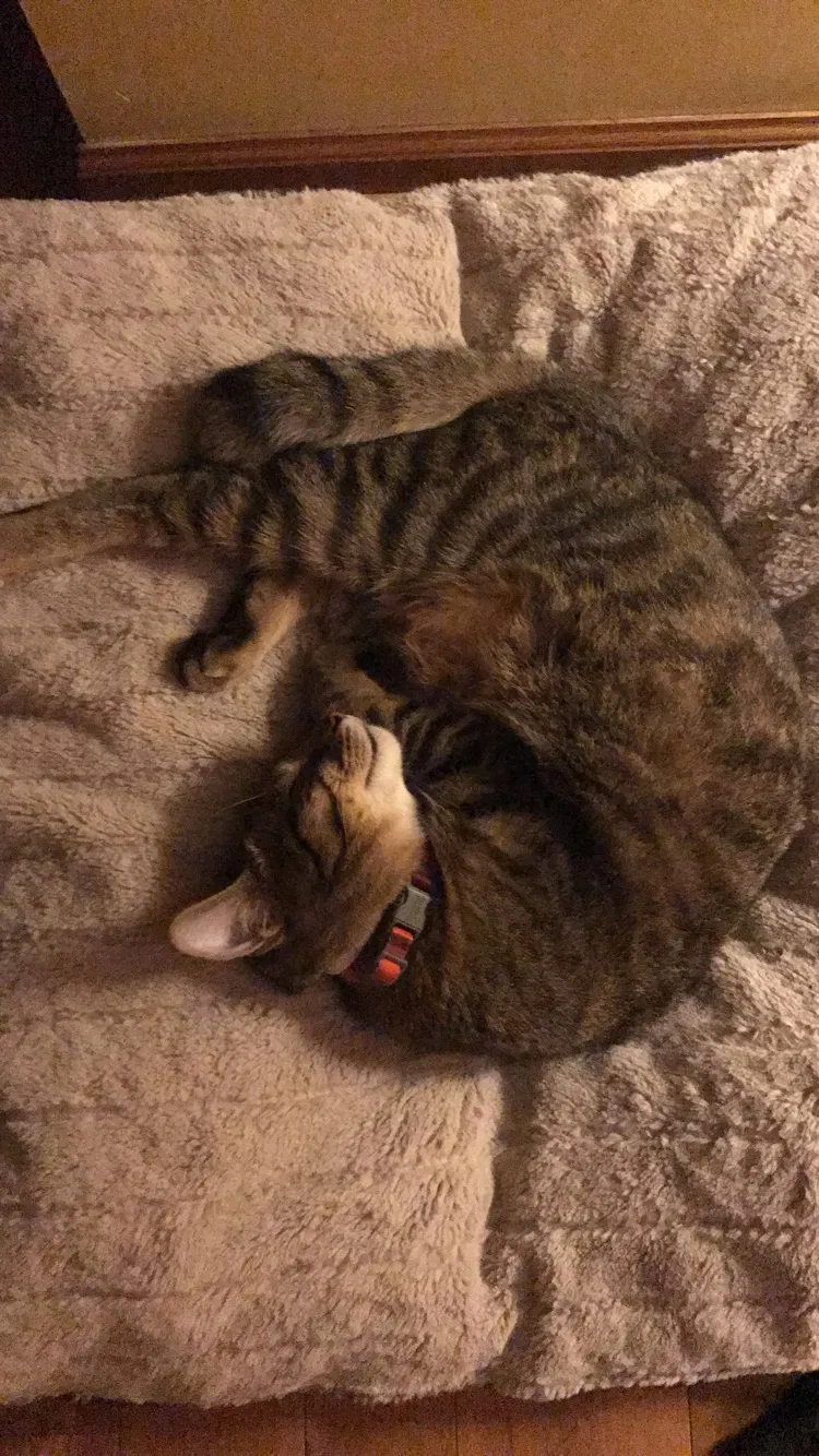 Found cat in Longmont, CO, 80503