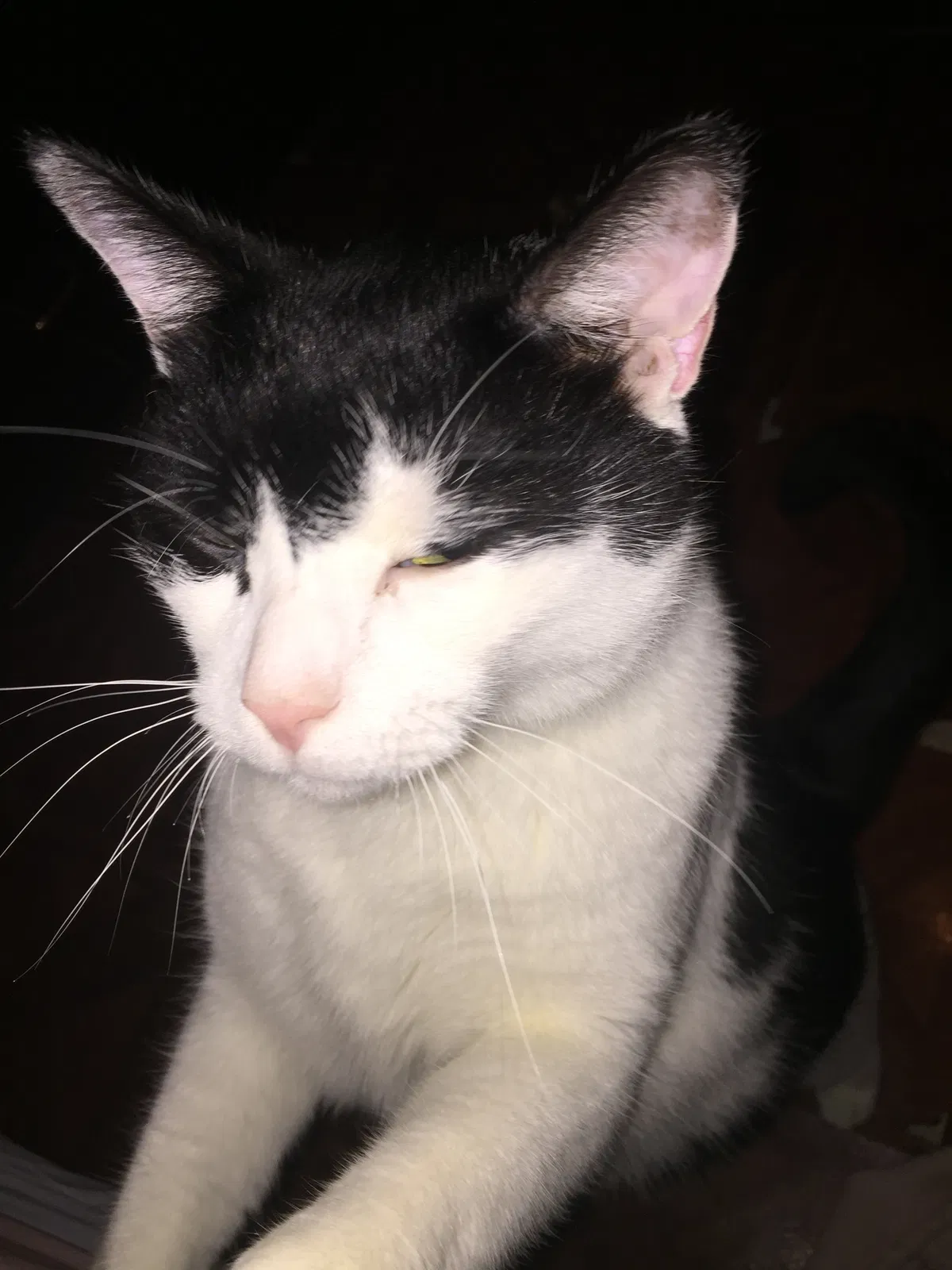 Found cat in Brooklyn, NY, 11236