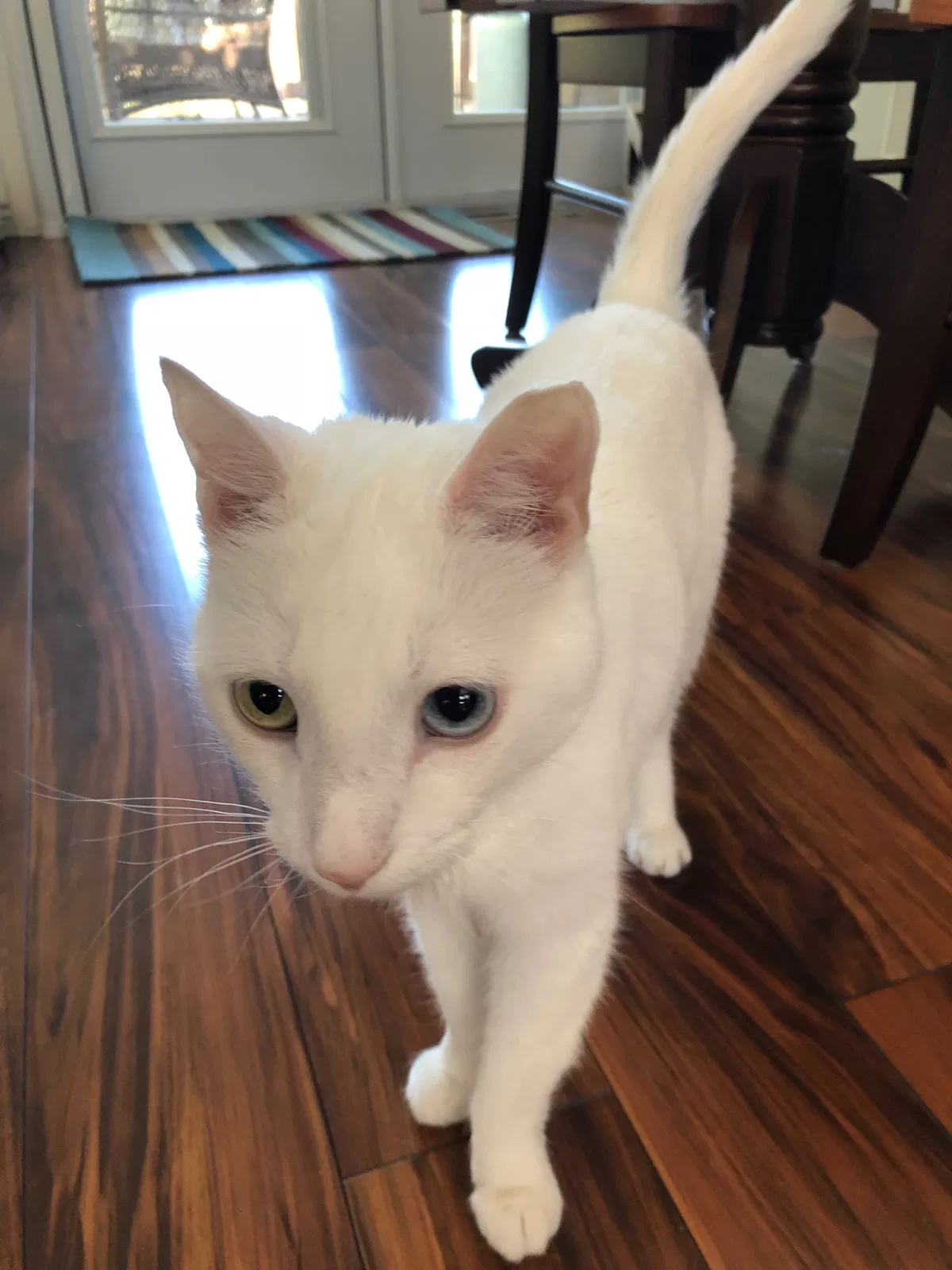 Found cat in Arvada, CO, 80004