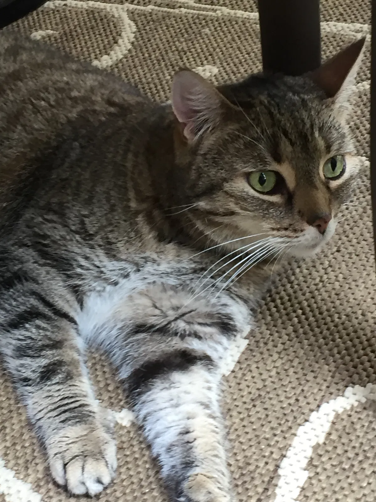 Found cat in Staten Island, NY, 10314