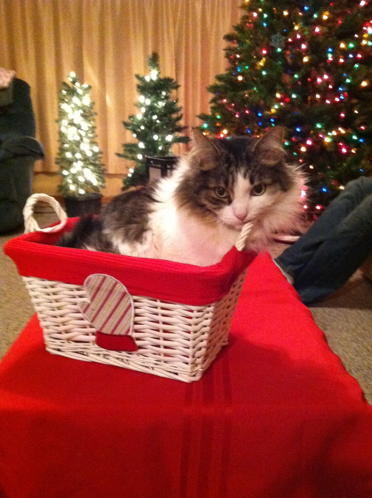 Found cat in Elmwood, WI, 54740