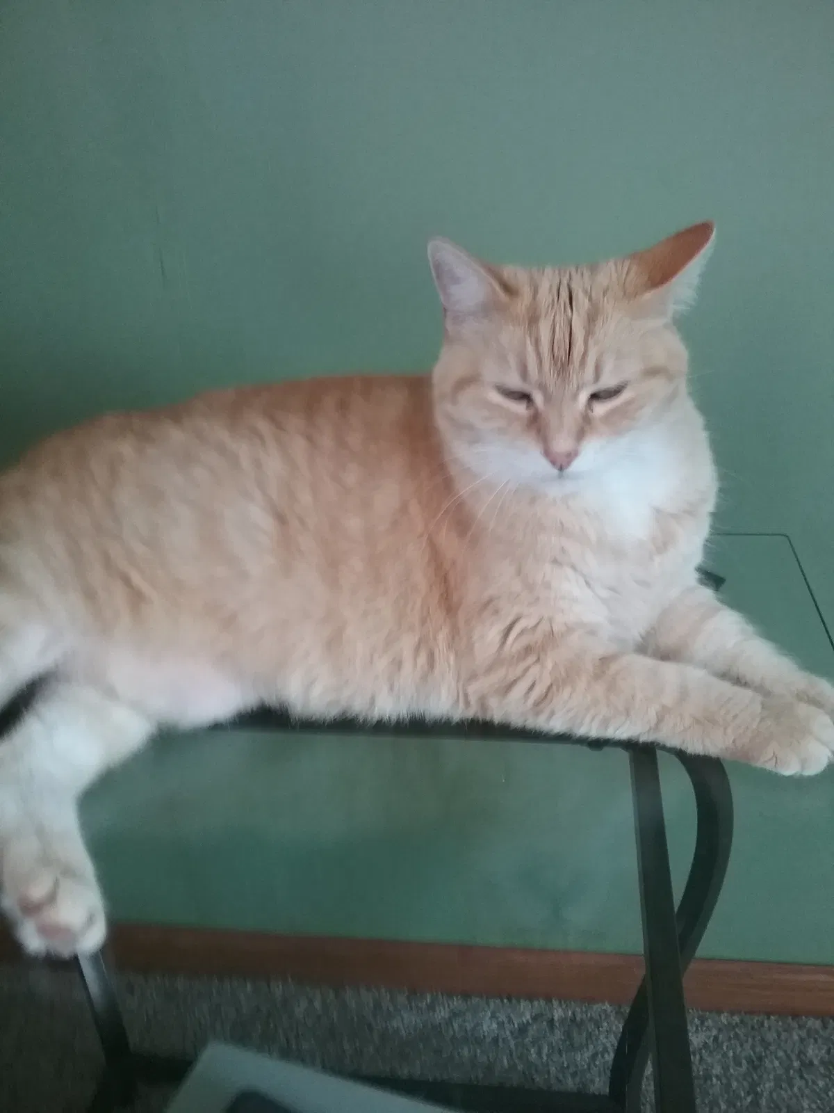 Found cat in Elmwood, WI, 54740