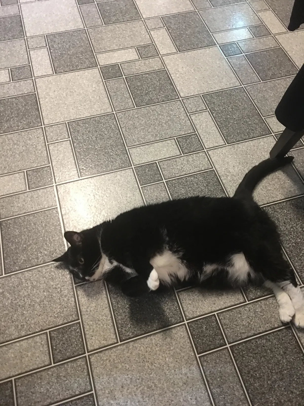 Found cat in Marietta, GA, 30064