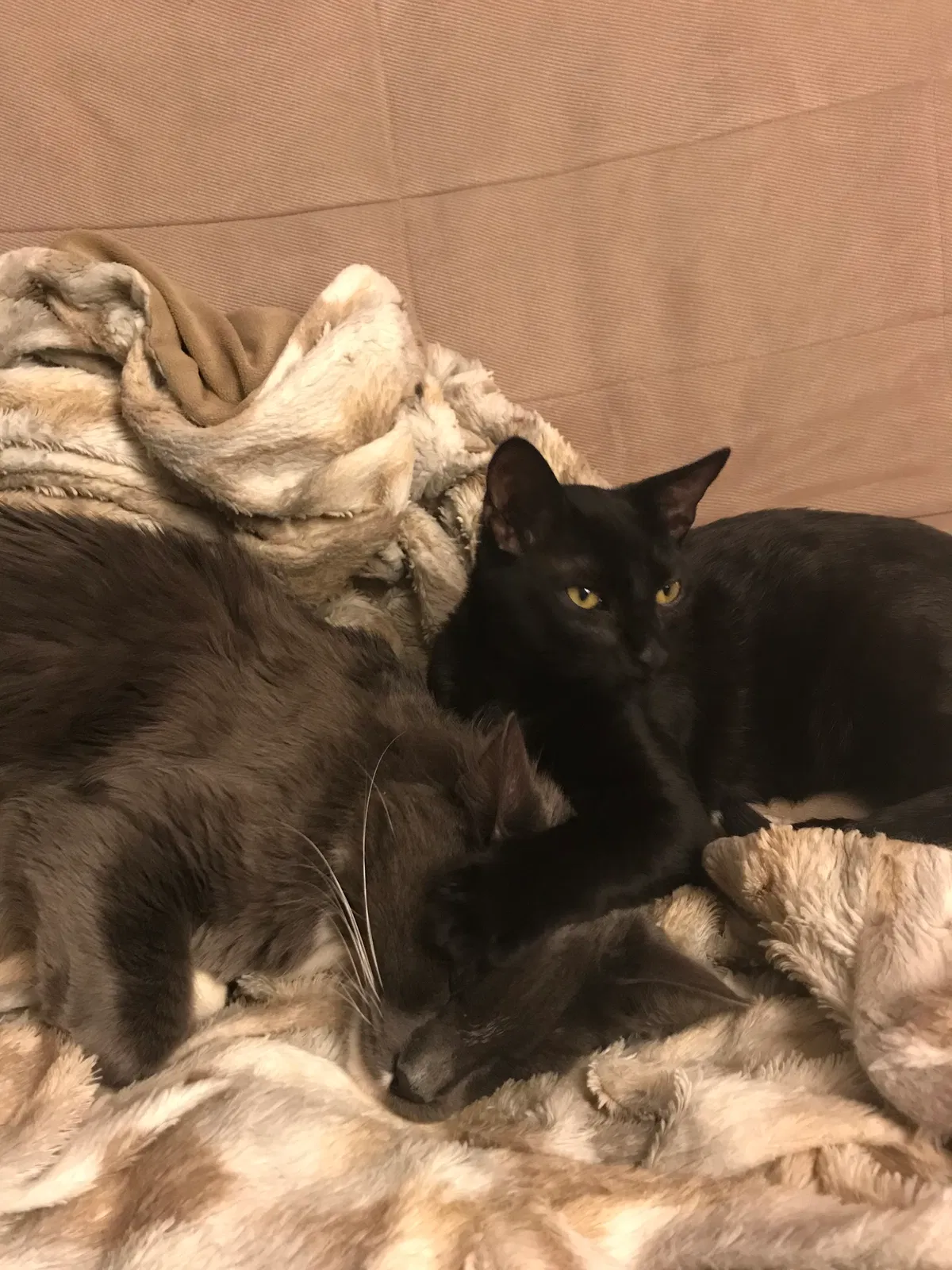 Found cat in Fairfield, CA, 94533