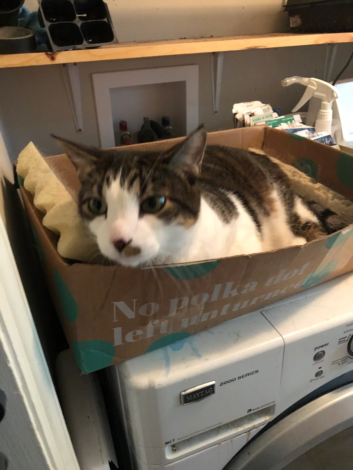 Found cat in Chapel Hill, NC, 27517