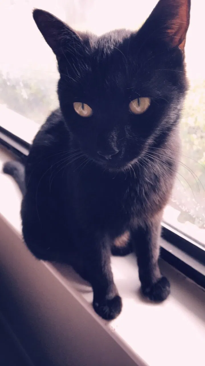 Found cat in Tampa, FL, 33647