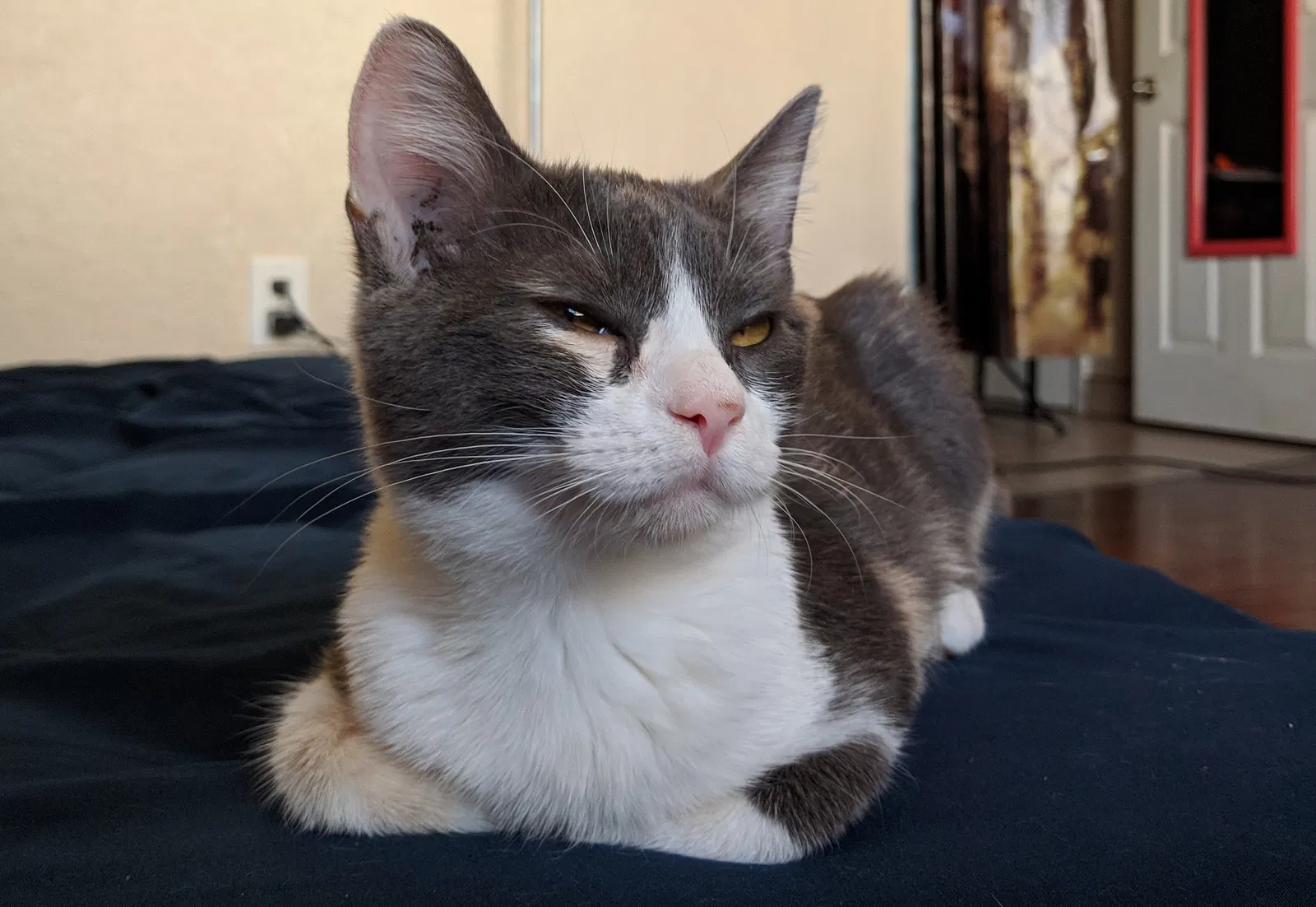 Found cat in Buena Park, CA, 90621