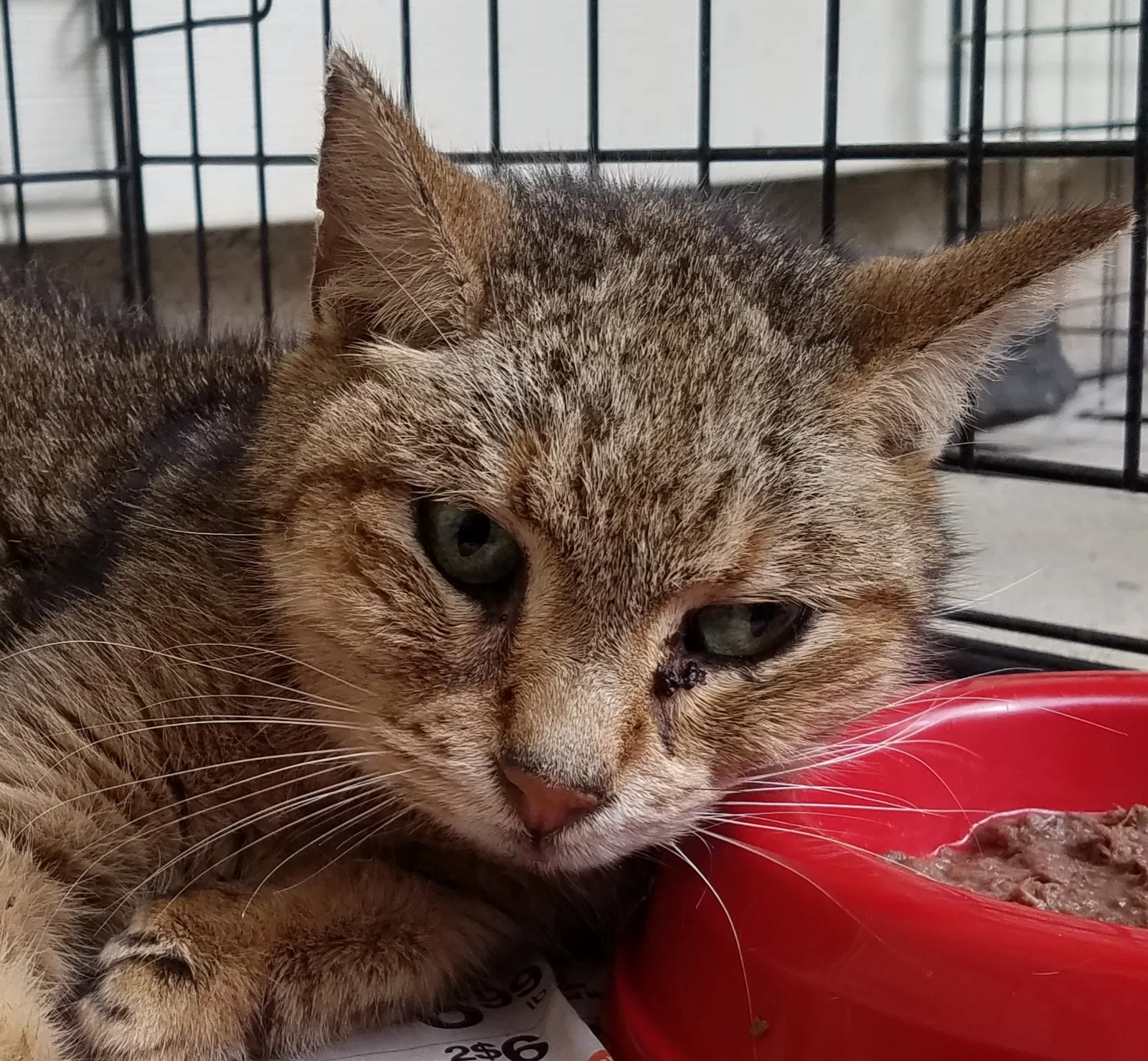 Found cat in Southampton, PA, 18966