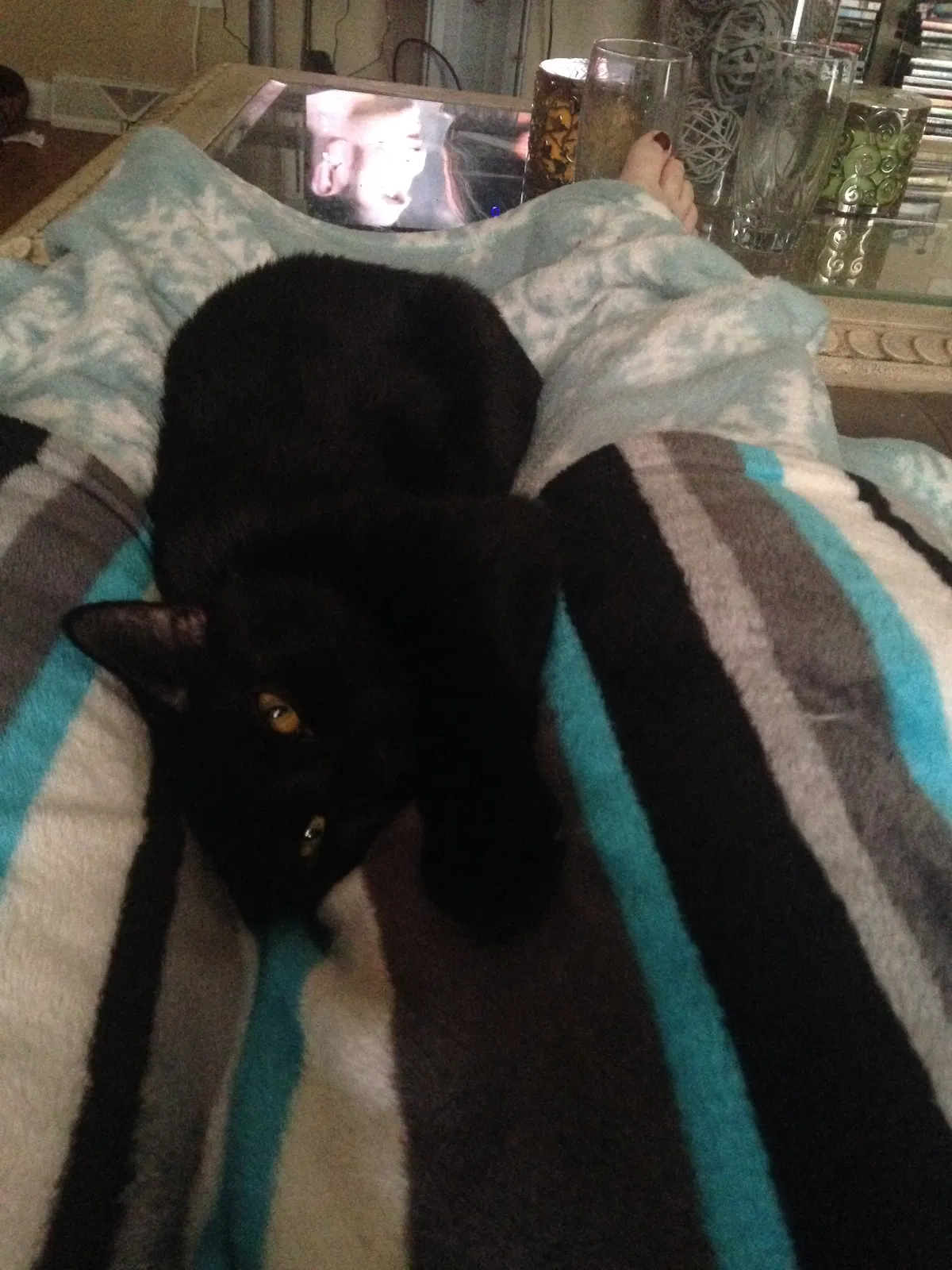 Found cat in Russellton, PA, 15076