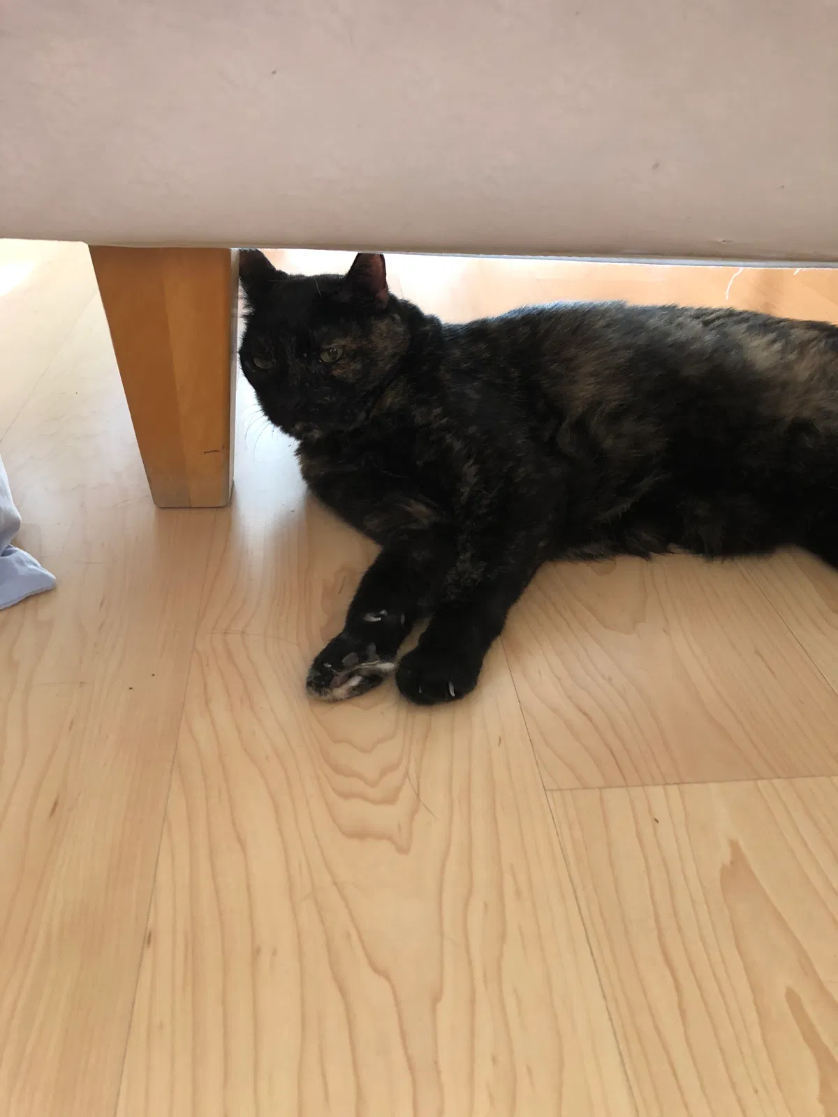 Found cat in Phoenix, AZ, 85013