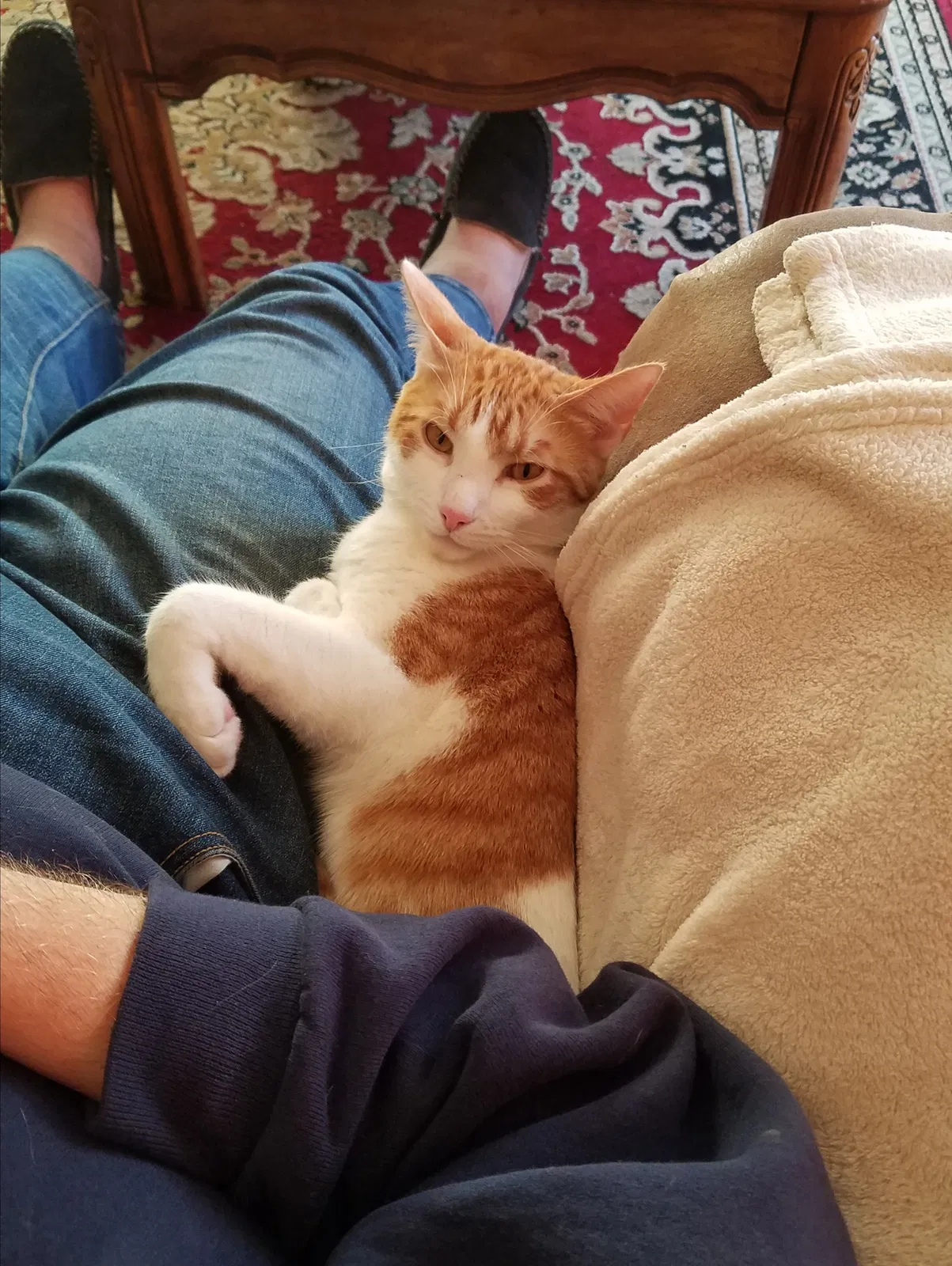 Found cat in Concord, CA, 94518