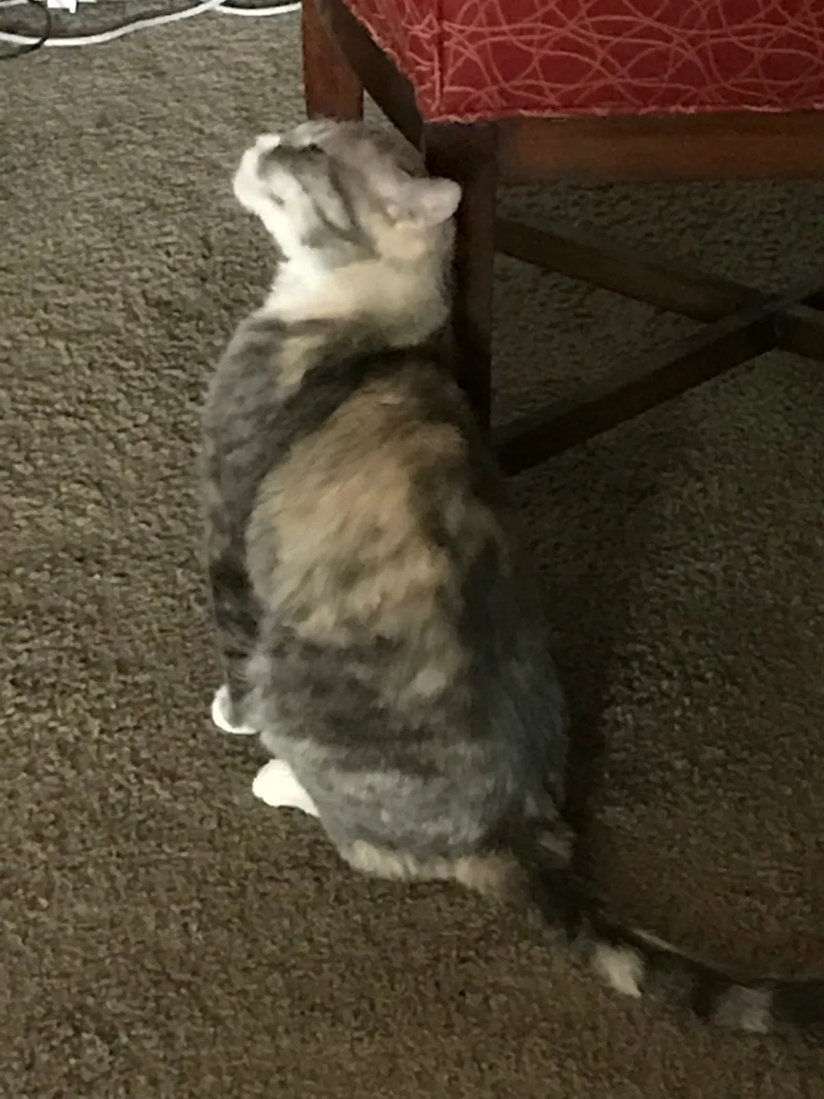 Found cat in Las Vegas, NV, 89103