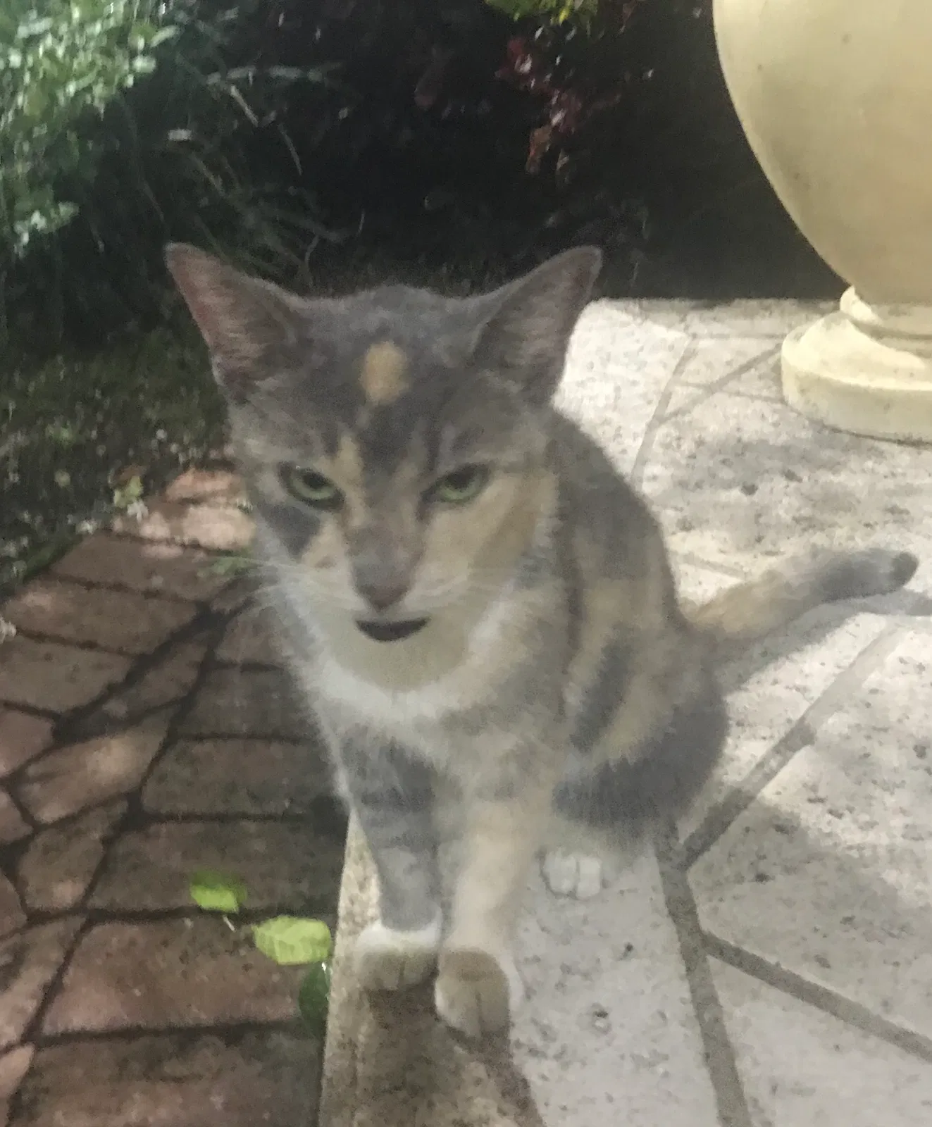 Found Cat