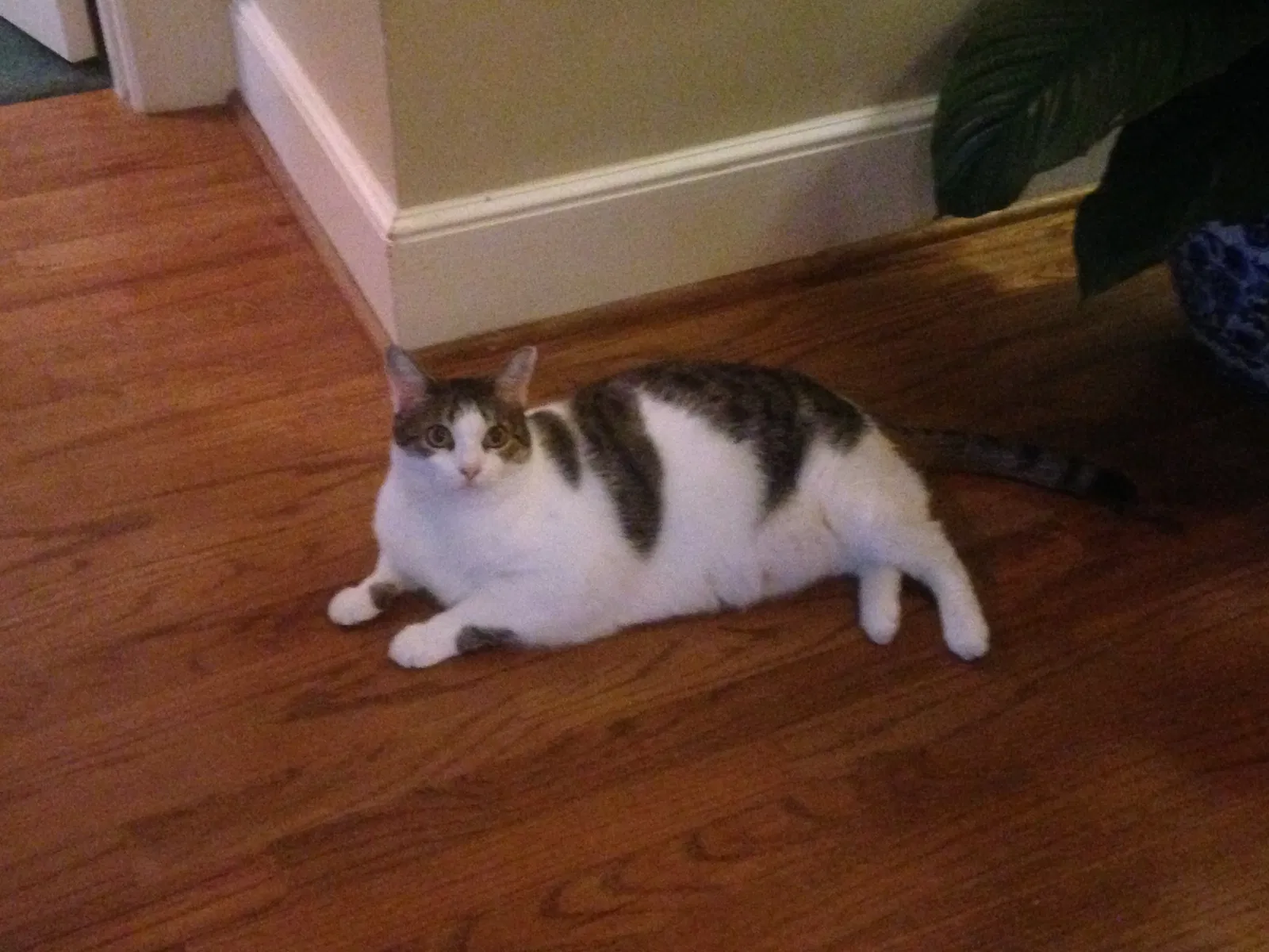 Found cat in Lexington, SC, 29072
