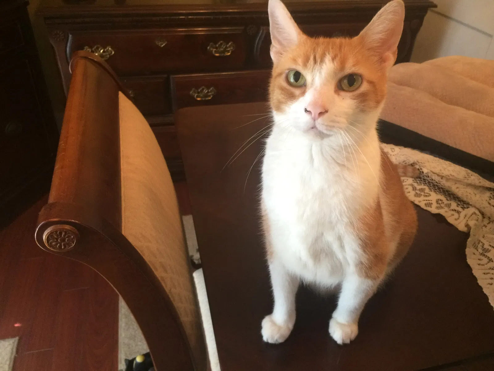 Found cat in Villa Rica, GA, 30180