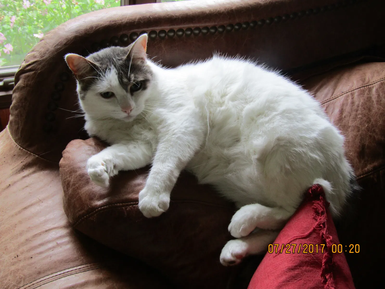Found cat in Flint, MI, 48532