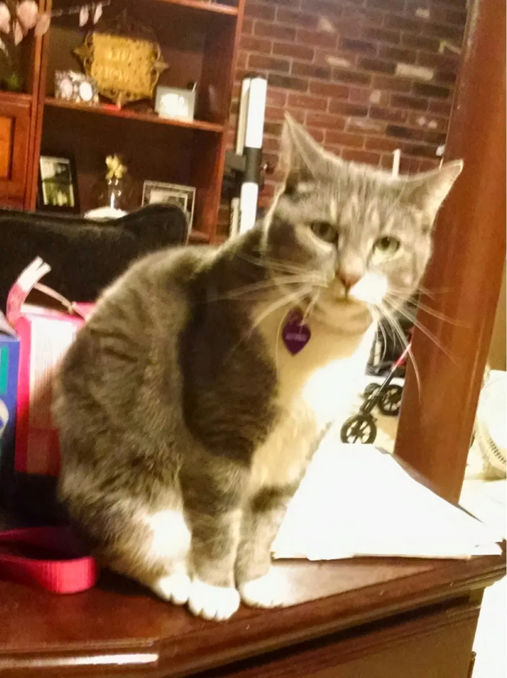 Found Cat