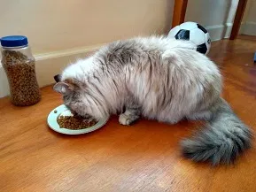 Found cat in New Orleans, LA, 70119