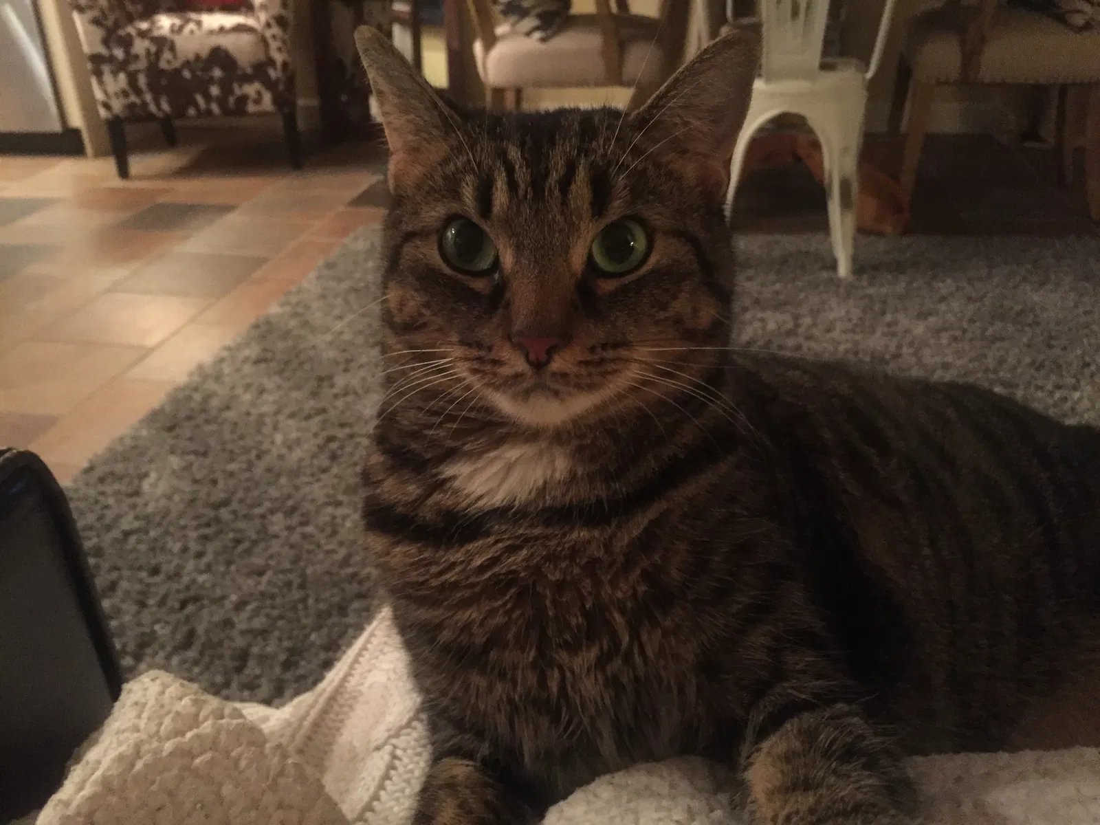 Found cat in Bluemont, VA, 20135