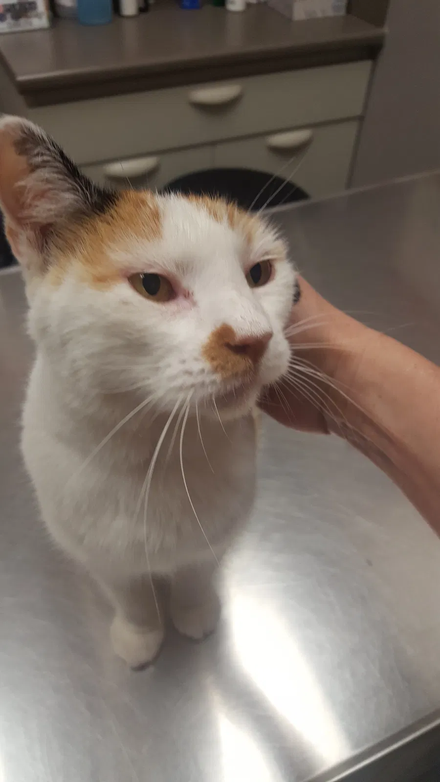 Found cat in Leander, TX, 78641